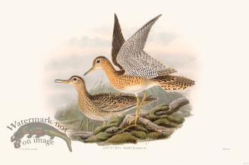 Gould Shore Bird 012